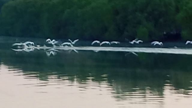 16 белых лебедей 🦢🦢🦢🦢 прилетели на Туру .