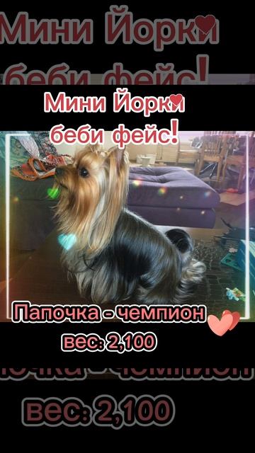 Йорк мальчик!❤️