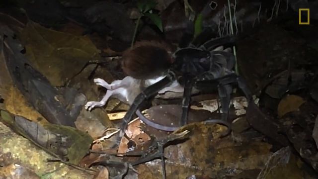 Giant Amazon Spider Preys on Opossum | Nat Geo Wild