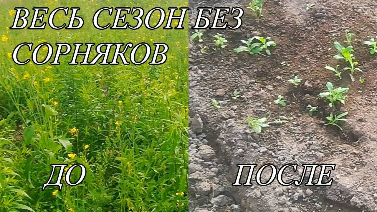БЕЗОПАСНЫЙ СПОСОБ УДАЛЕНИЯ СОРНЯКОВ! НАВСЕГДА! За 1 Минуту!