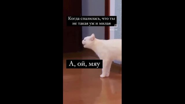 Мяяяяу - 2024 год