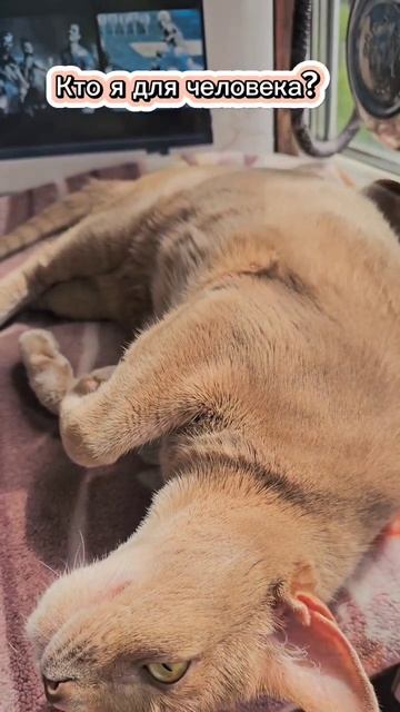 Я бог #котик #котэ