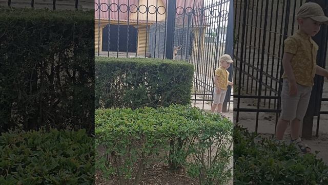 в зоопарке Аскания нова