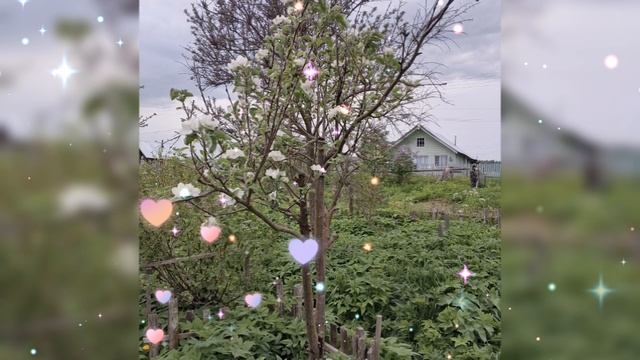 🌺 СИРЕНЬ, ЯБЛОНЯ, БУКЕТ ЦВЕТОВ 🌺 31 МАЯ 2025 г.🌺