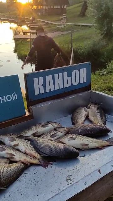 КАНЬОН  рыбалка на карпа.