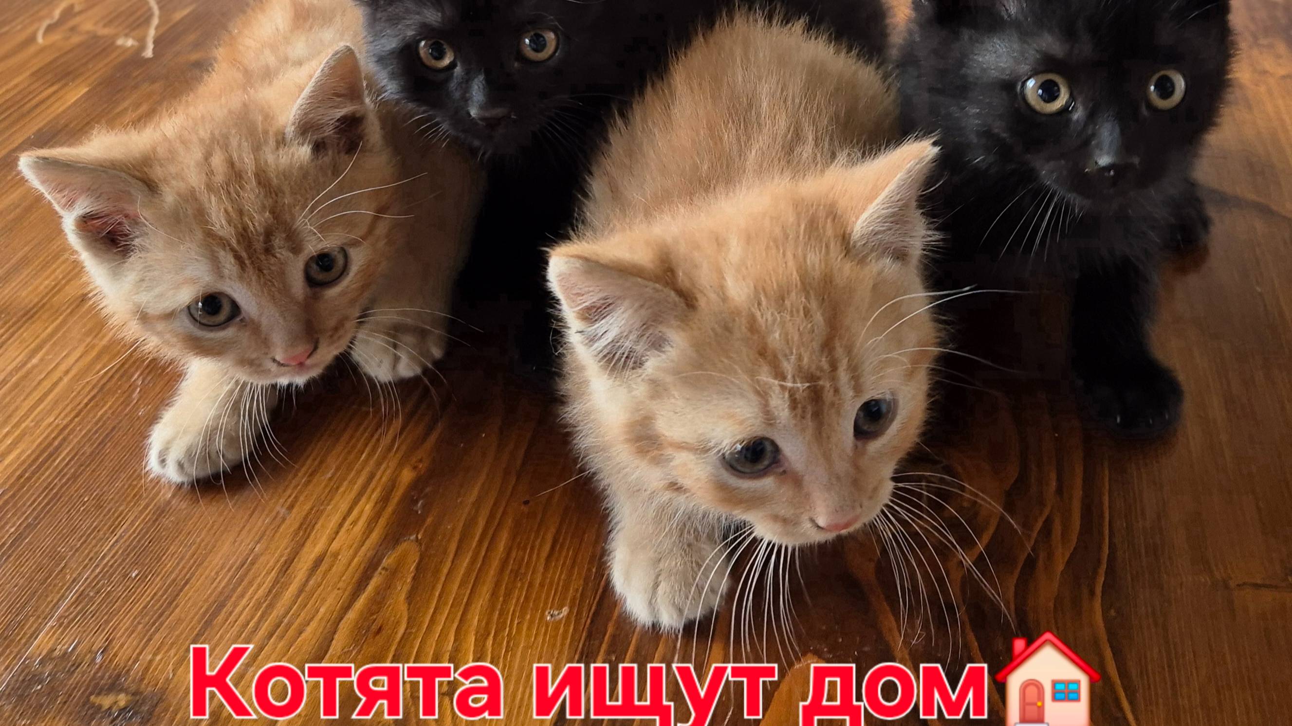 Котята ищут свой новый дом!