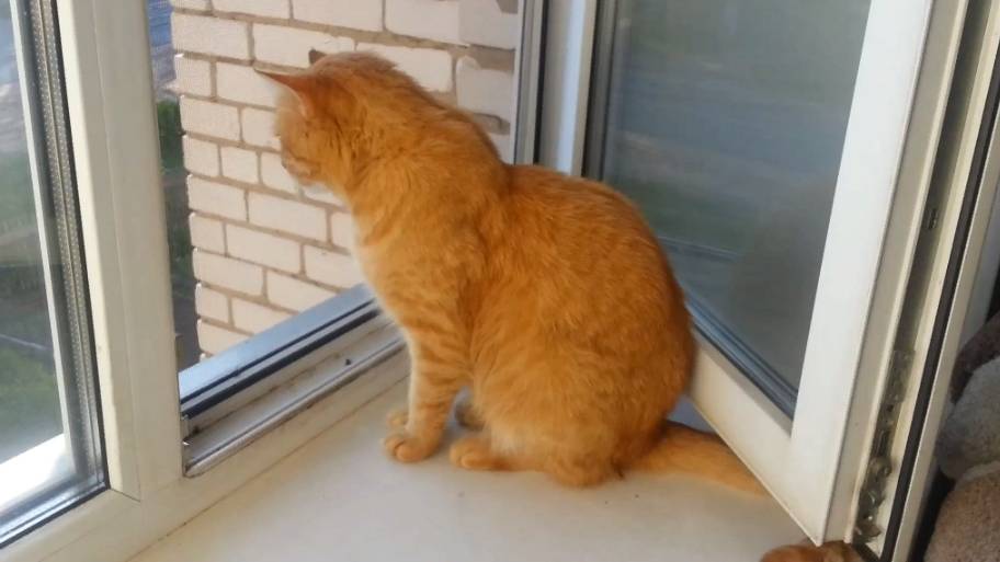 Летний кот