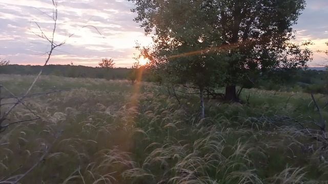 Солнце пробивается через ветки