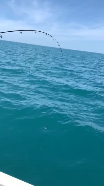 Ловим драконов в море.