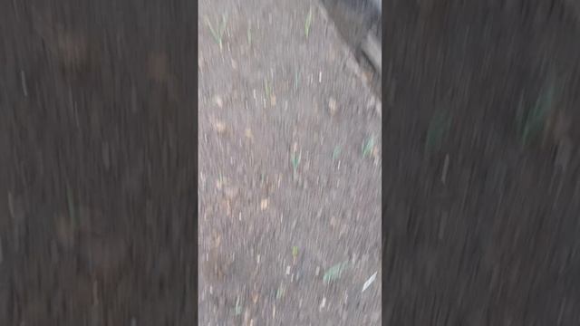 VID_20250601_195442 огород на 1 июня  2025 года