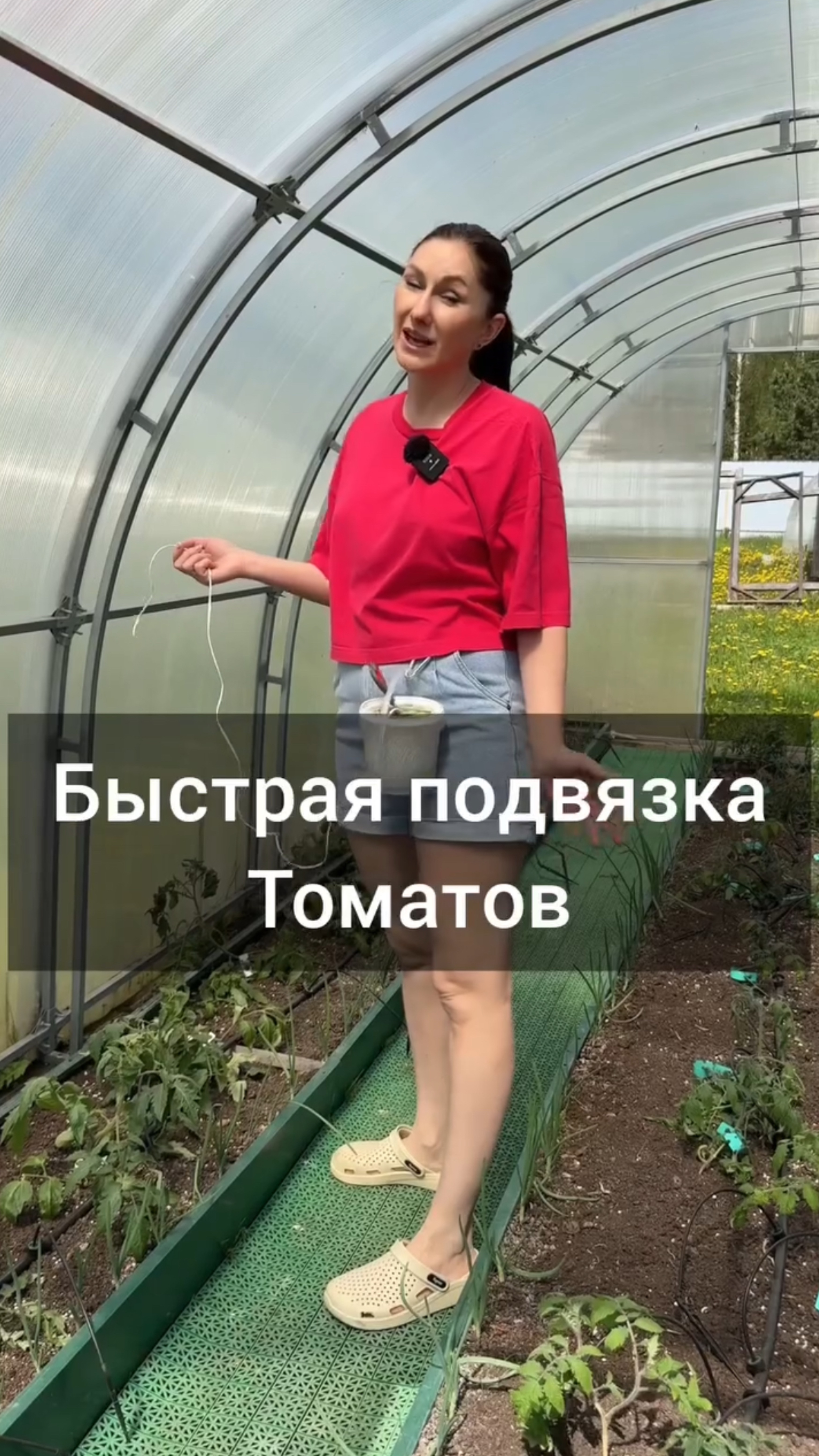 Подвязываем томаты