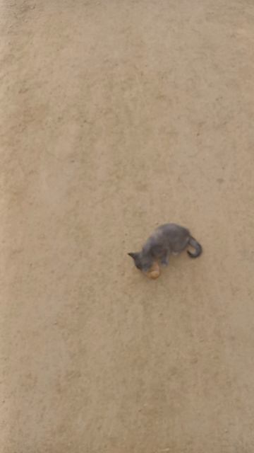 Кормим уличного  котенка мороженым