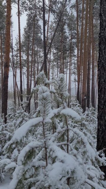 Нашел в лесу интересный дом...