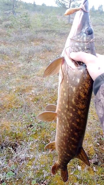 рыбалка 🙂👍🏻🔥🐟🎣