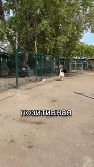 Нея из приюта ищет дом / Москва, Некрасовка