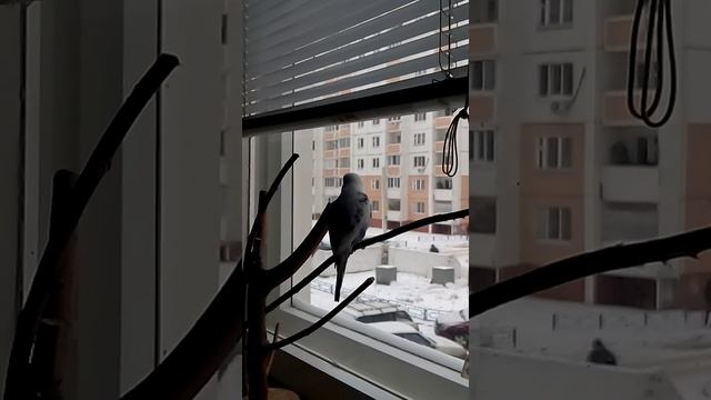 Кузя из Воронежа