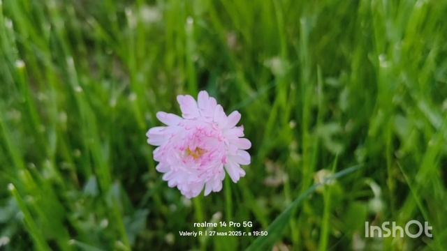 Маргаритки многолетние   27.05.2025