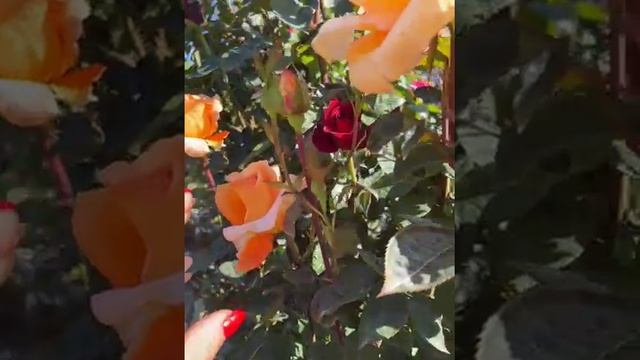 Роза Луи де Фюнес