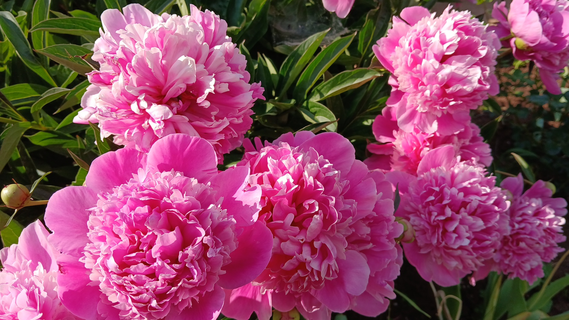 Пионы красивые цветы на моёй дачи 👍🌺🌺#дача #цветы