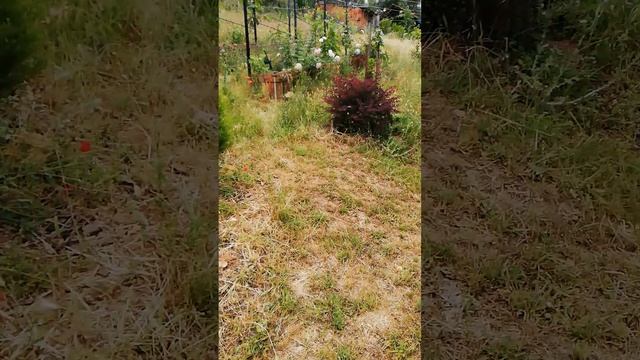 VID_20250601_155805.mp4