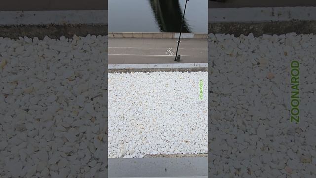 Магический сувенир из Сибири бесплатно