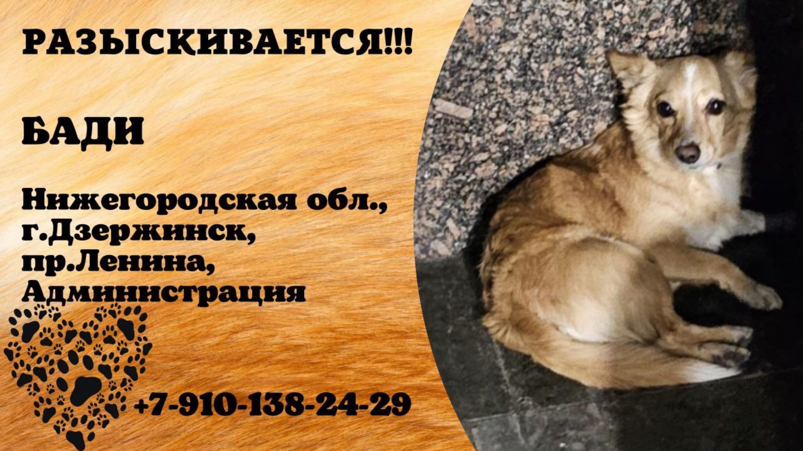 Пропала собака! БАДИ. Нижегородская обл., г.Дзержинск.