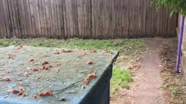 31 МАЯ НА ПАСЕКЕ У ДОМА