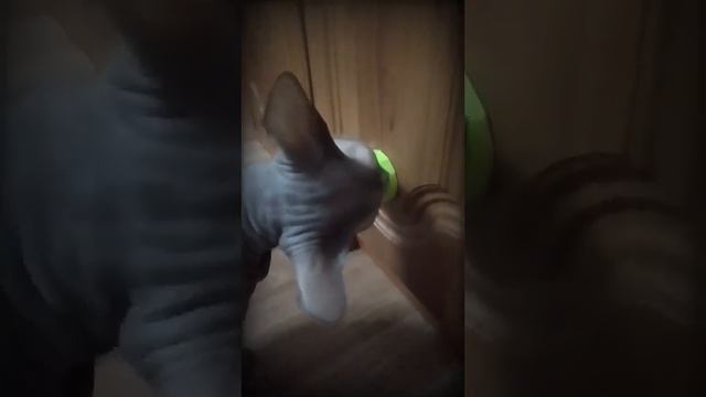 Ушастый Дракон ❤️/Eared Dragon❤️ #animals #cat #sphynx