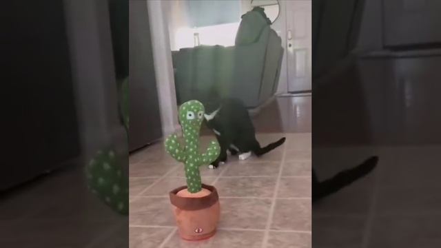 Сложные взаимоотношения котов и игрушек