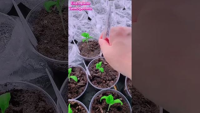 Почвенная корка на рассаде. Чем она опасна для растений? Как исправить данную ситуацию?