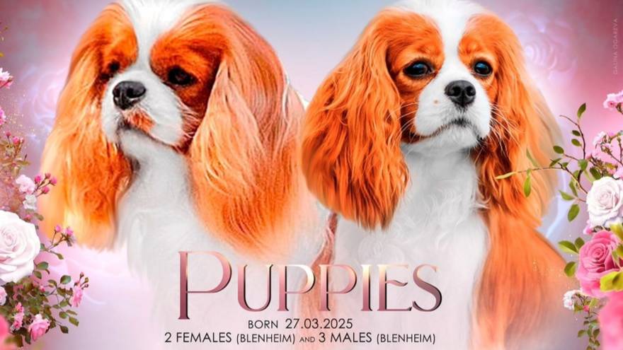 📞+7 918 974-46-90 Щенки 🐶🧿 Кавалер Кинг Чарльз спаниель ✍️ Елена Рипа