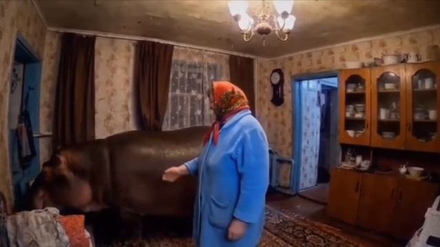 Бегемот в квартире хрущёвки