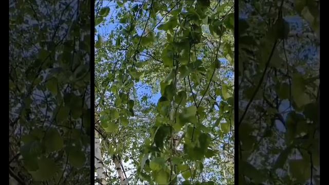 Русь моя голубоглазая