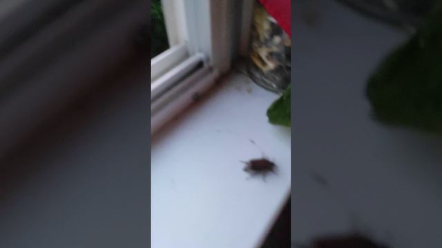 мы нашли майского жука