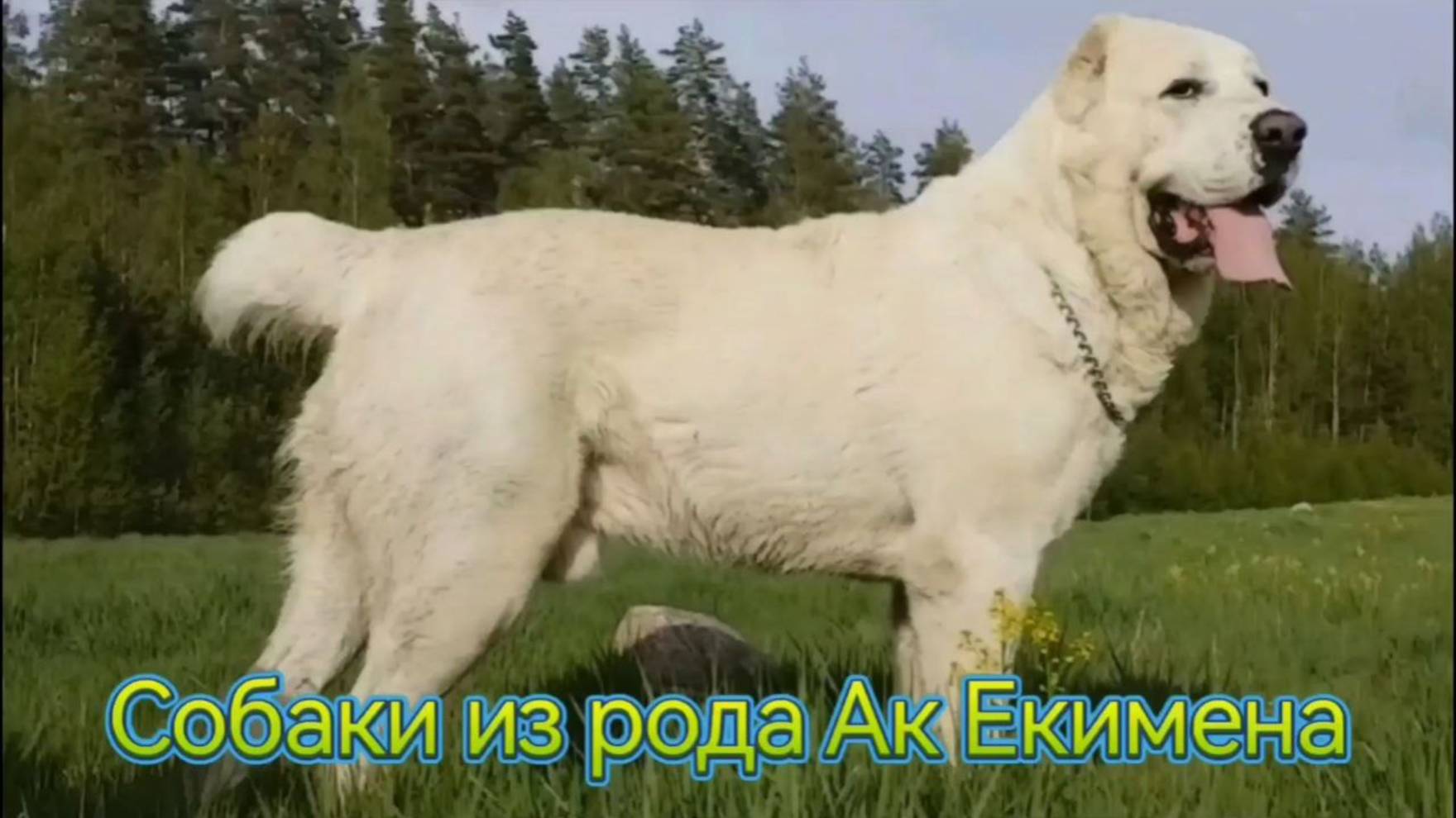 САО из рода БЕЛОГО ЕКИМЕНА.