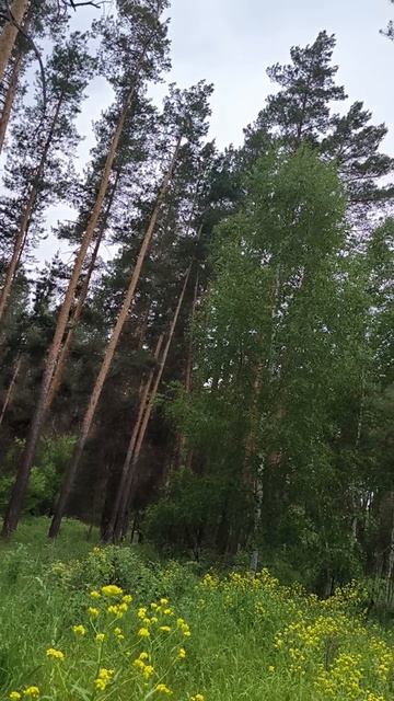 отдых на природе