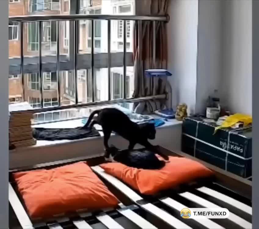 Подвинься!😆