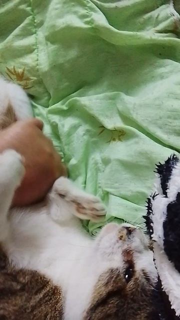 1000000702.mpМасик
