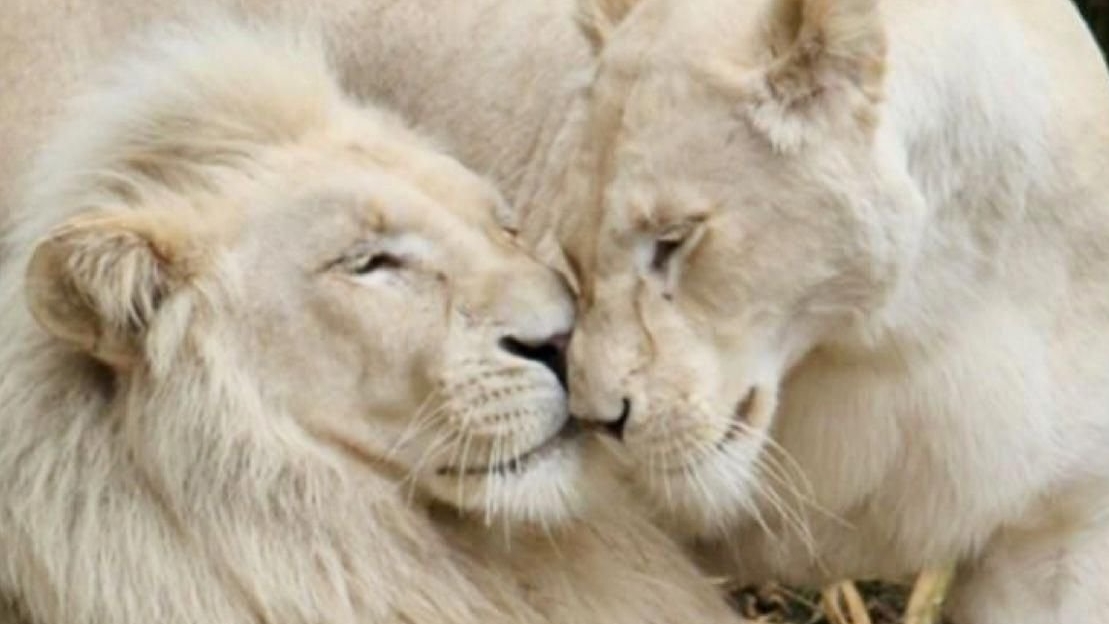 Расклад:Будет ли Он действовать к Вам?