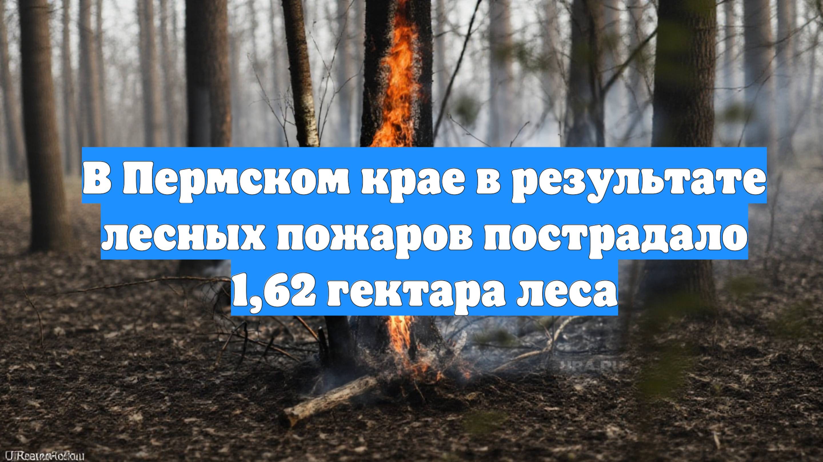 В Пермском крае в результате лесных пожаров пострадало 1,62 гектара леса