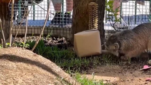🐱 🐈 🙀 😾 День рождения Мануала