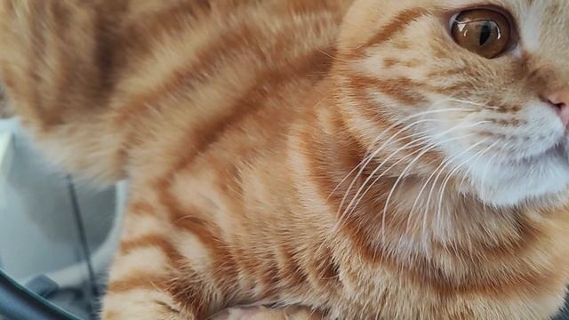 релакс, лежбище, лечебное валяние😸😄😀👍