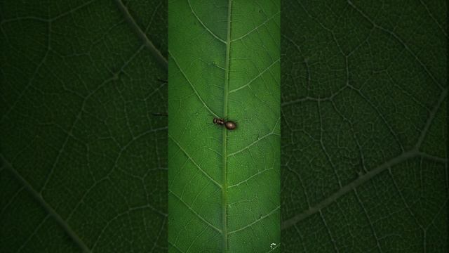 Ant legion 4