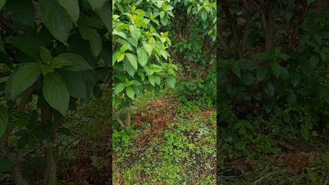 кусты и виноград 01.06.25