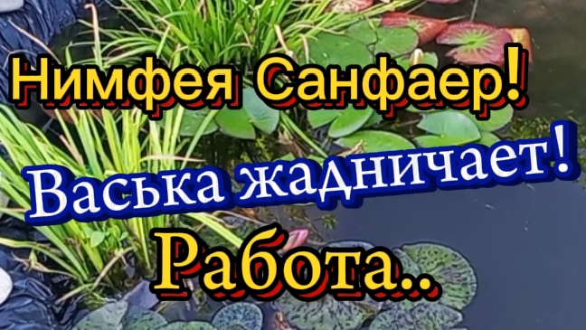 нимфея Санфаер