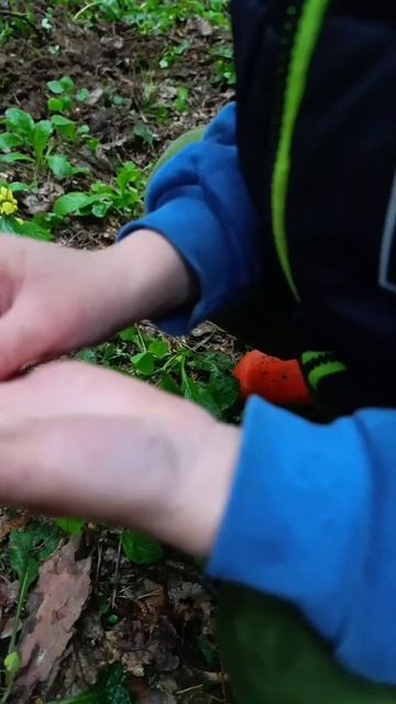 👶🏻 Ребёнок ищет монеты в лесу 🪙🌲