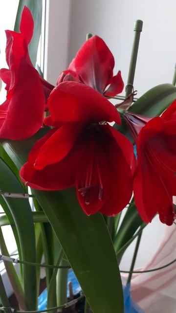 Гиппеаструм в цвету 🌺