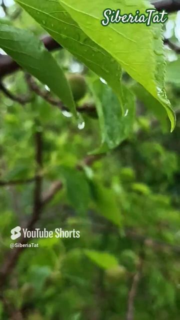 АБРИКОС ВЫЖИЛ ПОСЛЕ СНЕГОПАДА В КОНЦЕ МАЯ 🙏❤️🌱 СИБИРЬ 1.06.2025