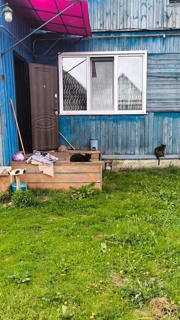 Котики на Прогулке