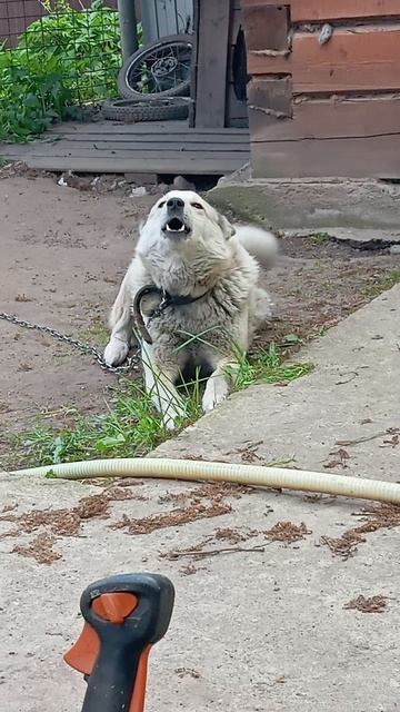 Собака превращается в волка!)